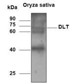 Solarbio K800016P Anti-OsDLT Polyclonal Antibody