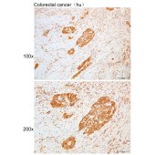 Solarbio K109944P Anti-SLC43A1 Polyclonal Antibody