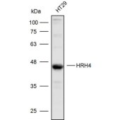 Solarbio K110322P Anti-HRH4 Polyclonal Antibody