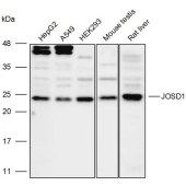 Solarbio K110114P Anti-JOSD1 Polyclonal Antibody