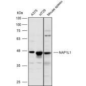 Solarbio K110336P Anti-NAP1L1 Polyclonal Antibody