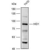 Solarbio K110393P Anti-HID1 Polyclonal Antibody