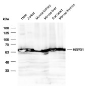 Solarbio K001776P Anti-HSPD1 Polyclonal Antibody