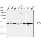 Solarbio K110079P Anti-CAP1 Polyclonal Antibody