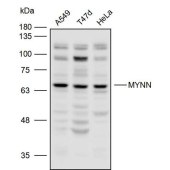 Solarbio K110046P Anti-MYNN Polyclonal Antibody