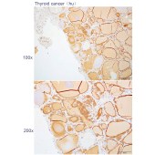 Solarbio K112224P Anti-TRIM43 Polyclonal Antibody