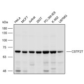 Solarbio K110460P Anti-CSTF2T Polyclonal Antibody