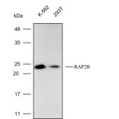 Solarbio K112245P Anti-RAP2B Polyclonal Antibody
