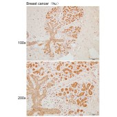 Solarbio K110282P Anti-TLN1 Polyclonal Antibody
