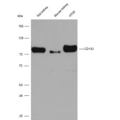 Solarbio K009773P Anti-CD133 Polyclonal Antibody