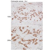 Solarbio K200064M Anti-α-tubulin Monoclonal Antibody