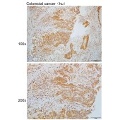 Solarbio K110109P Anti-RNASE11 Polyclonal Antibody