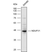 Solarbio K110473P Anti-NDUFV1 Polyclonal Antibody