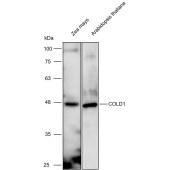 Solarbio K900029P Anti-COLD1 polyclonal Antibody for Plant