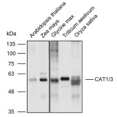Solarbio K900017P Anti-CAT1/3 polyclonal Antibody for Plant