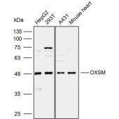 Solarbio K110014P Anti-OXSM Polyclonal Antibody