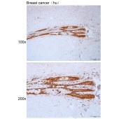 Solarbio K112214P Anti-ODF3 Polyclonal Antibody