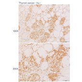 Solarbio K110299P Anti-MRPL46 Polyclonal Antibody