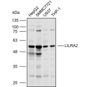 Solarbio K110475P Anti-LILRA2 Polyclonal Antibody