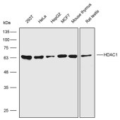Solarbio K007507P Anti-HDAC1 Polyclonal Antibody
