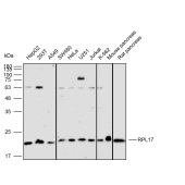 Solarbio K112239P Anti-RPL17 Polyclonal Antibody