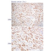 Solarbio K109134P Anti-PCNA Polyclonal Antibody