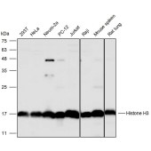 Solarbio K111660P Anti-Histone H3 Polyclonal Antibody