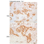 Solarbio K109932P Anti-COQ7 Polyclonal Antibody