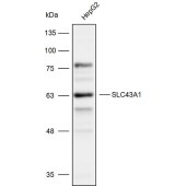 Solarbio K109944P Anti-SLC43A1 Polyclonal Antibody