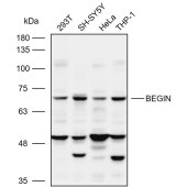 Solarbio K109964P Anti-BEGIN Polyclonal Antibody