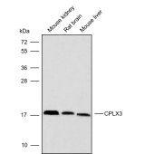 Solarbio K009857P Anti-CPLX3 Polyclonal Antibody