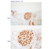 Solarbio K112284P Anti-MAEA Polyclonal Antibody