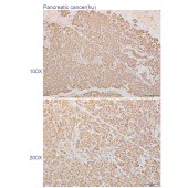 Solarbio K110302P Anti-SPON2 Polyclonal Antibody