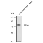 Solarbio K200009M Anti-E2 tag Monoclonal Antibody