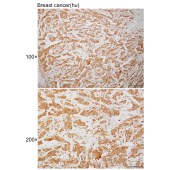 Solarbio K108970P Anti-TUBB3 Polyclonal Antibody