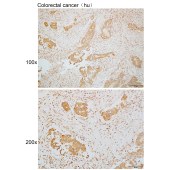 Solarbio K110116P Anti-RGS10 Polyclonal Antibody