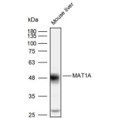 Solarbio K110013P Anti-MAT1A Polyclonal Antibody