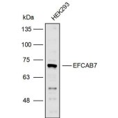 Solarbio K110062P Anti-EFCAB7 Polyclonal Antibody