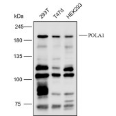 Solarbio K112204P Anti-POLA1 Polyclonal Antibody