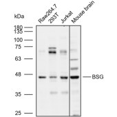 Solarbio K109952P Anti-BSG Polyclonal Antibody