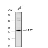 Solarbio K110357P Anti-UPRT Polyclonal Antibody