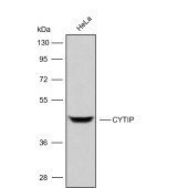 Solarbio K009865P Anti-CYTIP Polyclonal Antibody