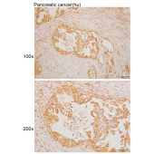 Solarbio K110009P Anti-CYP2S1 Polyclonal Antibody