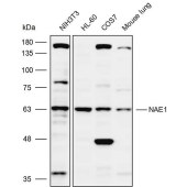 Solarbio K109943P Anti-NAE1 Polyclonal Antibody