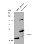 Solarbio K009901P Anti-GAS7 Polyclonal Antibody