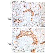 Solarbio K109961P Anti-MITF Polyclonal Antibody