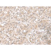 Solarbio K009857P Anti-CPLX3 Polyclonal Antibody