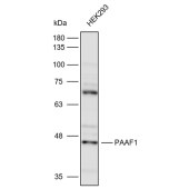 Solarbio K112318P Anti-PAAF1 Polyclonal Antibody