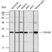 Solarbio K110297P Anti-YWHAE Polyclonal Antibody