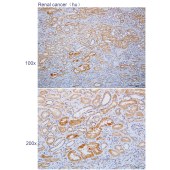 Solarbio K112312P Anti-NRG4 Polyclonal Antibody